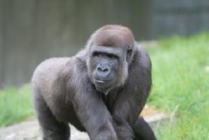 APE PIX